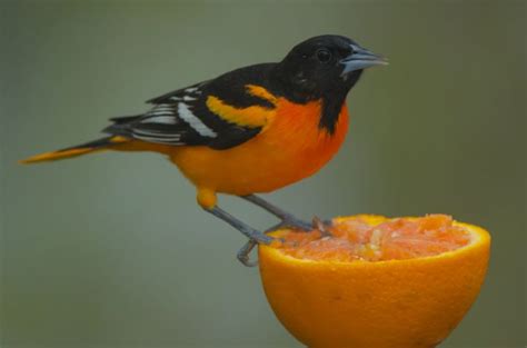 9 Species of Oriole in North America (Inc. Awesome Photos) - Birds Advice