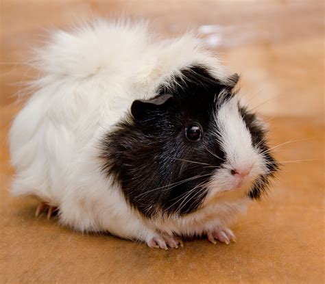 Abyssinian Guinea Pigs