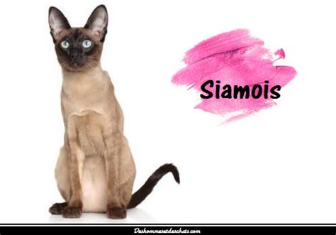 le siamois chat siamois prix chaton siamois chatons siamois les chats ...