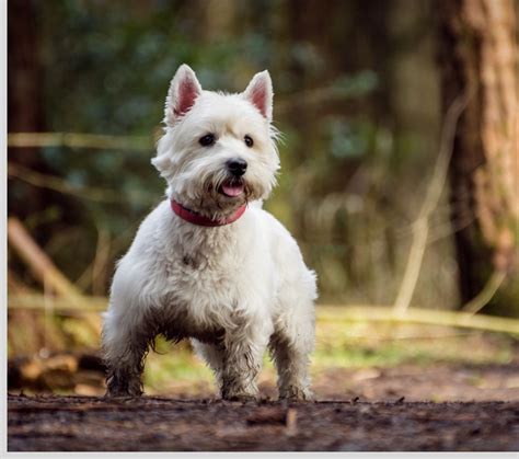 Westie, West Highland White Terrier Adoption in Imperial Beach, CA ...