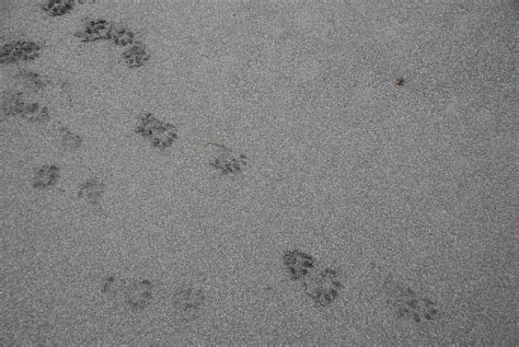 Bear tracks? | ahergert | Flickr