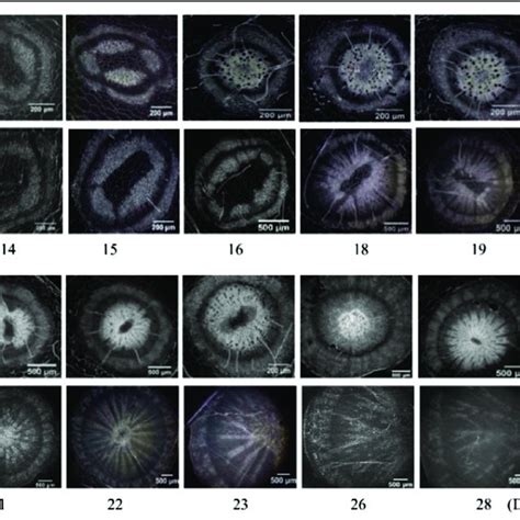 (PDF) What makes turnips: anatomy, physiology and transcriptome during early stages of its ...