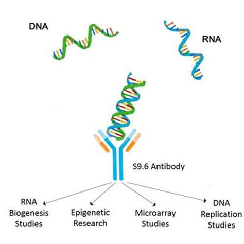 Anti-DNA-RNA Hybrid [S9.6] Antibody - Kerafast