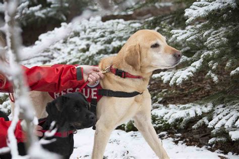 7 Types of Working Dogs and the Jobs They Do