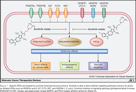 Figure 1 from New Insights into Molecular Mechanisms of Sunitinib ...