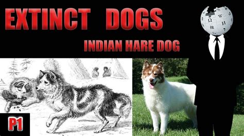 EXTINCT DOGS | Indian Hare dog |the voice of WIKI - YouTube