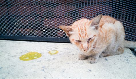 Vomiting in Cats | PetCoach