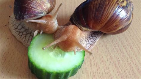 Timelapsed Giant African Land Snails Eat Cucumber - YouTube