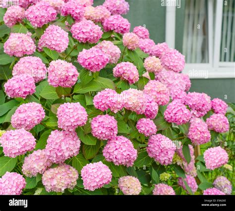 Flowers, pink hydrangea bush Stock Photo - Alamy