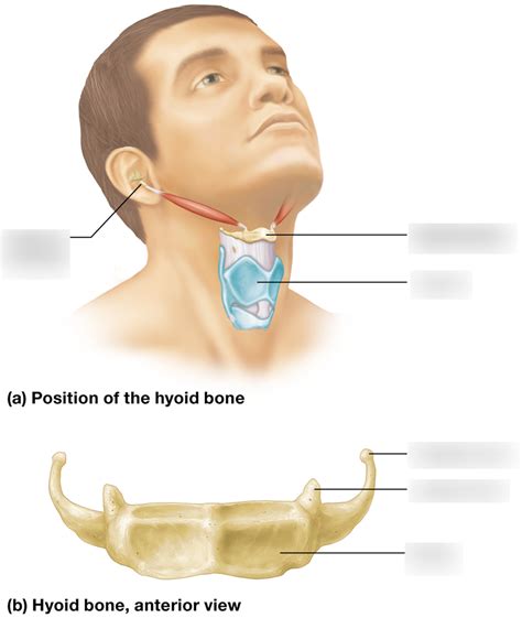 Hyoid bone Diagram | Quizlet