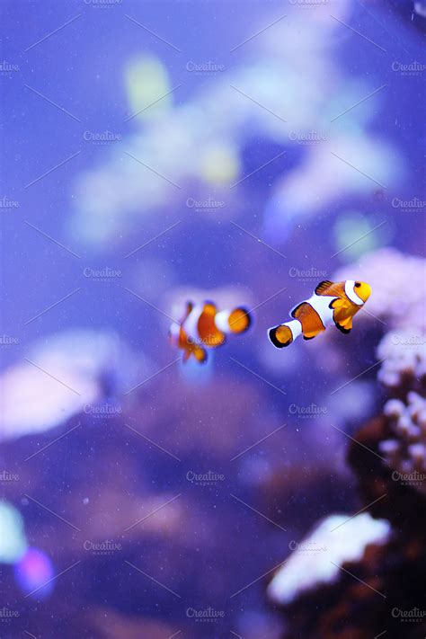 clownfish in marine aquarium | High-Quality Nature Stock Photos ...