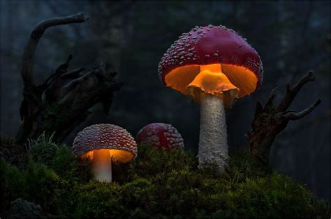 Illuminated Fungi Photography by Moonshroom | Stuffed mushrooms, Illusions, Mushroom lights