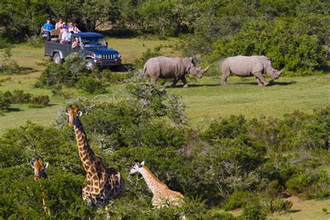 Cape Town's malaria-free Safari & Wildlife Tour