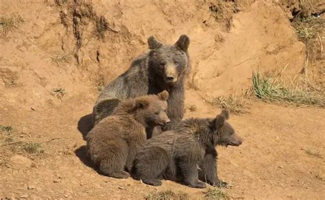 10 Animals Found In Spain | Brown bear, Animals, Bear