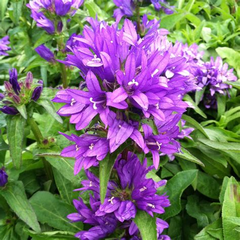 Campanula glomerata 'Bellefleur™ Blue' - 4" Pot