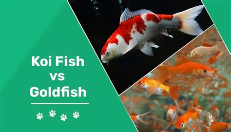 Goldfish vs. Koi: What's the Difference & Which Is Right for You? | Pet ...