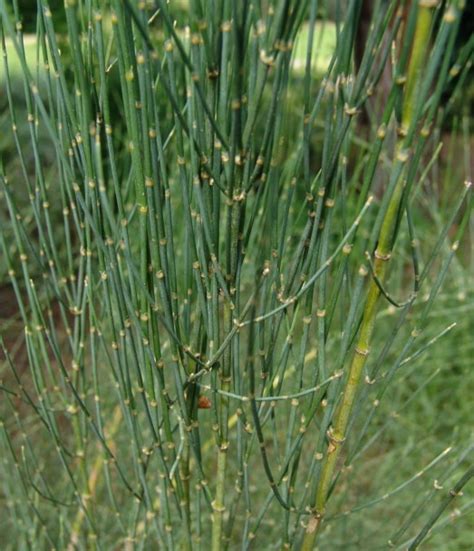 The Use of Ephedra Herb | Health Benefits