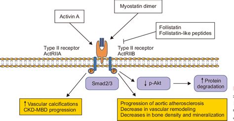 Figure 1 from Activin/myostatin receptor signaling and vascular calcifications in chronic kidney ...