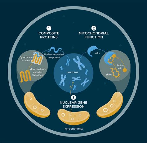 Mitochondrial Dna Definition V1 By National Human Gen - vrogue.co