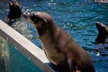 9 Best Ways to SEA Animals at SeaWorld Orlando - Park Savers