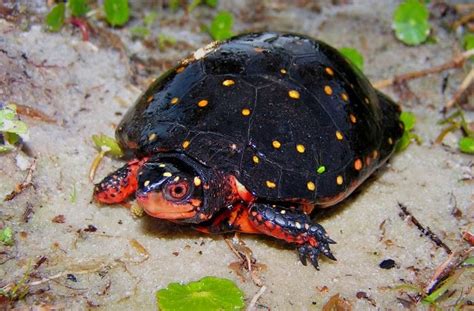 Biology of the Reptilia: Lab #2: Testudines (Nick Spies and Alex Murray)