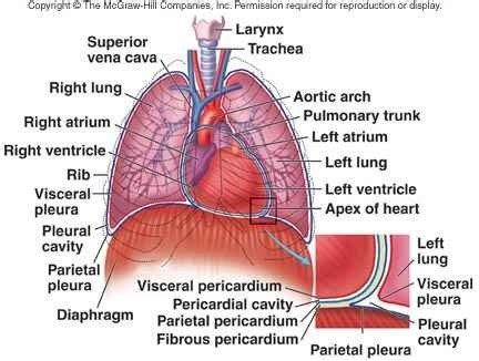 Body Cavity Structure