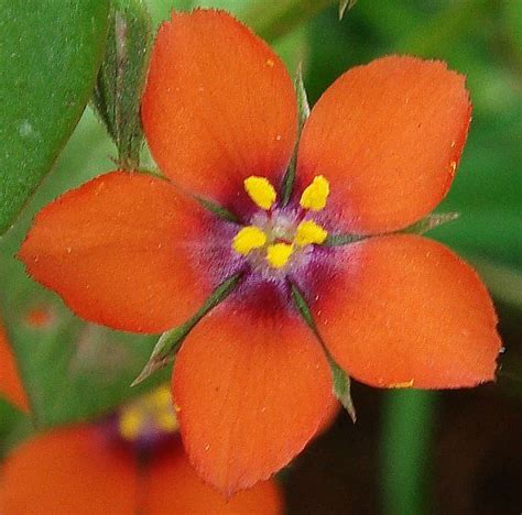 Pimpernel (Scarlet) / Scarlet Pimpernel - Wild Flower Finder in 2022 | Flowers, Language of ...