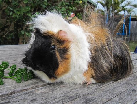 Abyssinian Guinea Pig Info: Pictures, Facts, and More