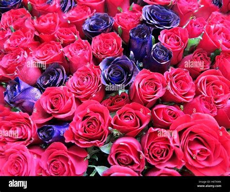 red and purple roses background Stock Photo - Alamy