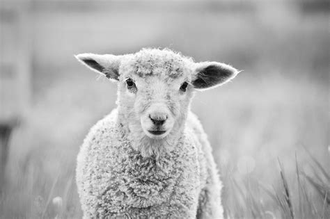 Lamb Portrait in Black and White Photograph by Rachel Morrison - Pixels