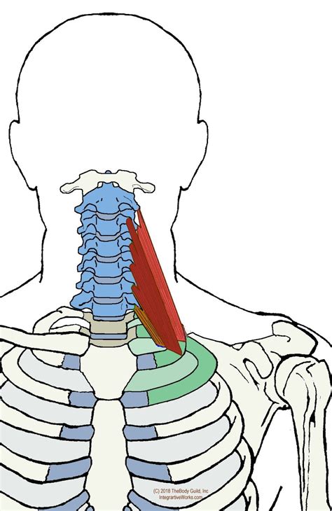 Scalene Muscles - Functional Anatomy - Integrative Works | Anatomy ...