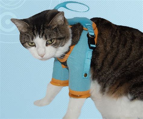 Kitty Care Harness | Kitty care, Cats, Cat training scratching