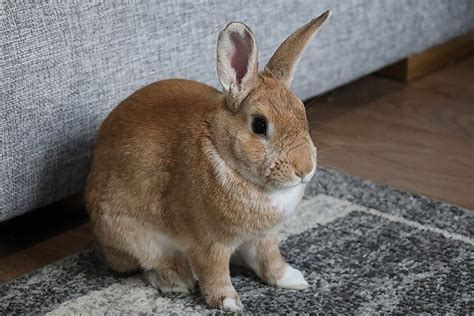 Rex Rabbit: Breed Care Guide, Lifespan & Traits | Hepper