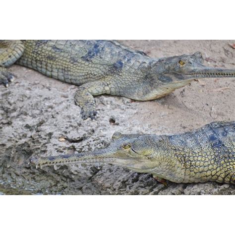 Animals Gharial Crocodile Reptile Wild Ganges-20 Inch By 30 Inch Laminated Poster With Bright ...