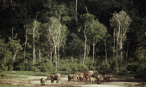 Congo Basin_Deforestation | Photos | WWF