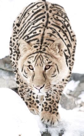 Tiger-Leopard by HappyWeasel on DeviantArt