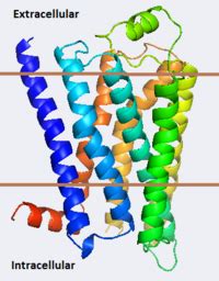 Beta-2 Adrenergic Receptor - Proteopedia, life in 3D