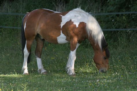 Skewbald horse | Flickr - Photo Sharing!