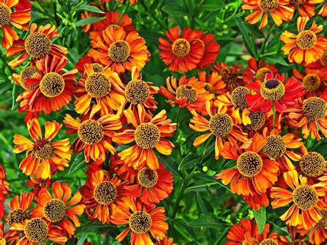 How to grow and care for Heleniums | Love The Garden