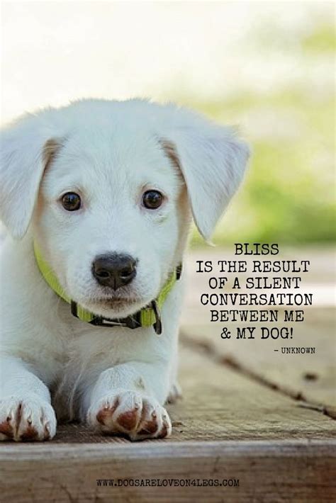 60 Lovely Funny Poems About Dogs - Poems Ideas