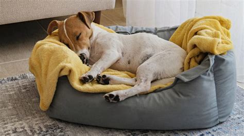 Memory Foam Dog Beds | The 10 Comfiest Memory Foam Dog Beds