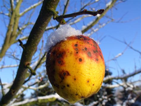 Free photo: apple tree, apple, nature, winter, snow | Hippopx