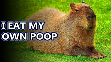 Capybara facts: the largest living rodents | Animal Fact Files - YouTube