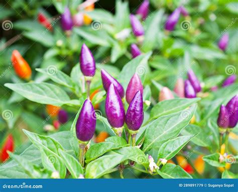 Small Red-purple Chili Pepper , Chile Piquin Capsicum Annuum L ...