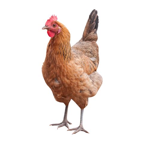 Chicken Png 3 Png All Png All - vrogue.co