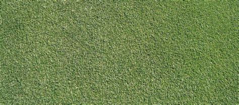 Creeping Bentgrass Identification