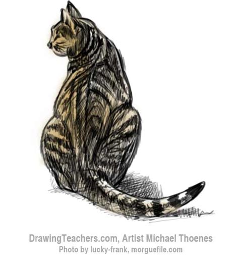 How to Draw a Cat Sitting