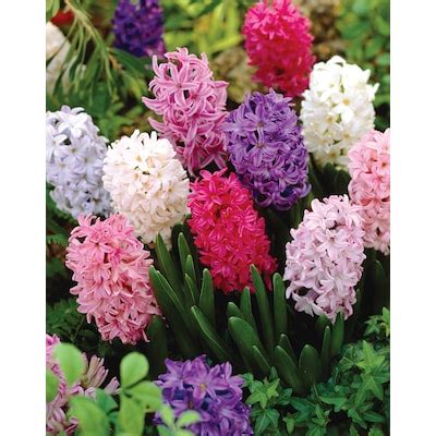 Hyacinth Mixed Plant Bulbs at Lowes.com