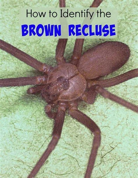 Identify Brown Recluse Spider | Brown recluse, Brown recluse spider ...