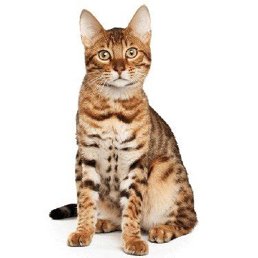 Best Bengal Cat Breeders - Cat Kingpin